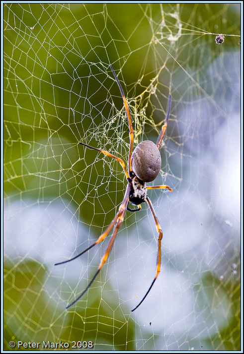 WV8X7029.jpg - Spider, Botanical Gardens, Sydney, Australia